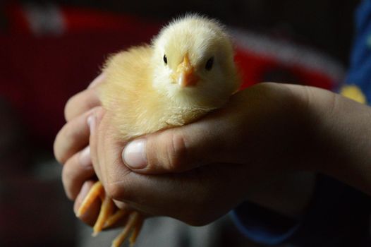 A baby chicken in the hands of a young child are shown here in this high iso grainy image due to low light conditions.