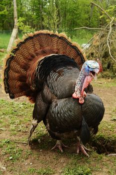 An Artisan Gold Turkey caught in mid gobble facing the camera.