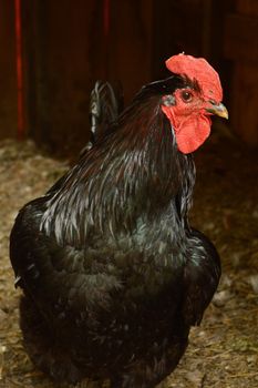 A closeup image of a Black Copper Maran Rooster inside the Chicken Coop.