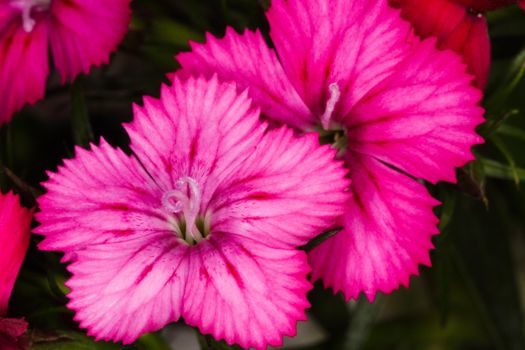 A pair of bright maiden pink dianthus (Dianthus deltoides) garden flowers at close-up