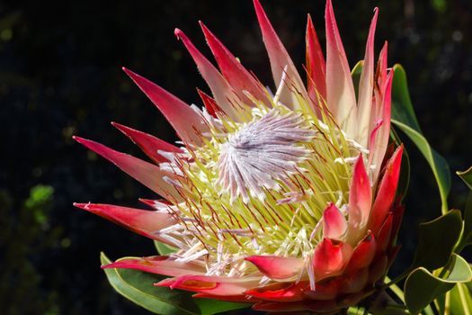 A king protea flower head (Protea cynaroides) in full open blossom, natural wild flower, Betty's Bay, South Africa