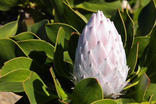 A closed flower head bulb of the king protea (Protea cynaroides), Betty's Bay, South Africa