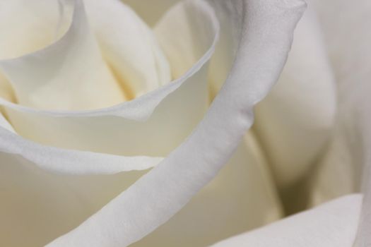 A close-up of pure white rose (Rosa jacare) petals on flower head