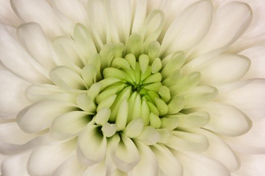 Close-up of a large white dahlia flower (Dahlia sp.) head in bloom center frame