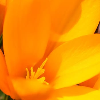 Abstract floral background, yellow crocus flowers. Macro flowers backdrop for holiday brand design
