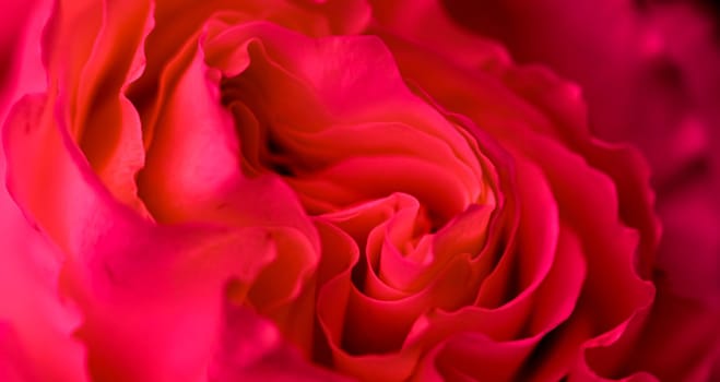 Botanical concept, invitation card - Soft focus, abstract floral background, red rose flower. Macro flowers backdrop for holiday brand design