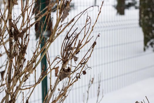 The branches of the bush on the background of snow, copy space