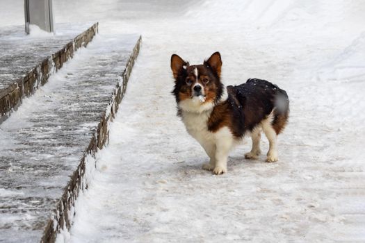 Little brown fluffy dog in the snow with copy space