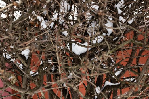 The branches of a bush on a background of snow close up