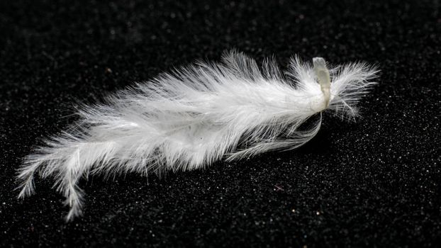 The Small white feather on a black background, macro photo