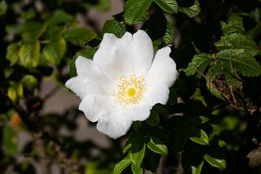 White rosehip flower among green leaves close up, horizontal photo