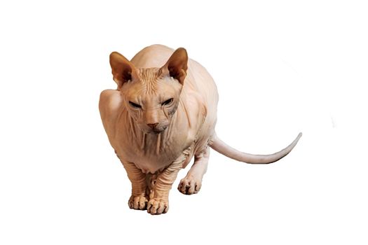 Sphynx cat sitting isolated on white background close up