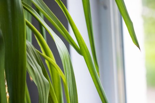 Long green leaves of a home plant on the window