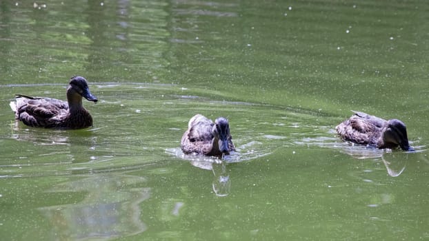 Many ducks swims in dirty green water on a river close up