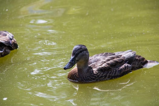Duck swims in dirty green water on a river close up
