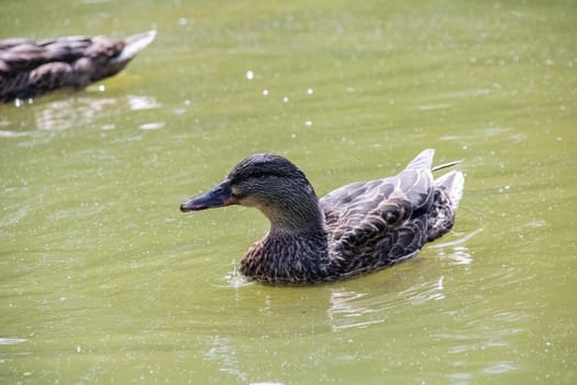 Duck swims in on a river close up