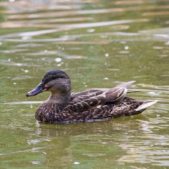 Duck swims in dirty green water on a river close up