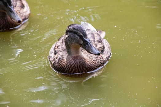 Duck swims in dirty green water on a river close up