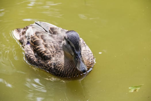 Duck swims in dirty green water on a river close up