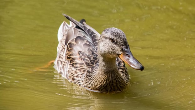 Duck swims in dirty green water on a river close up