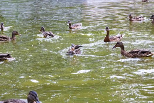 Many ducks swims in dirty green water on a river close up