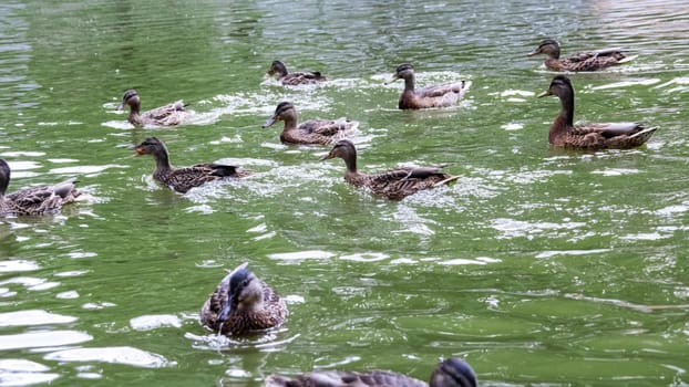 Many ducks swims in dirty green water on a river close up