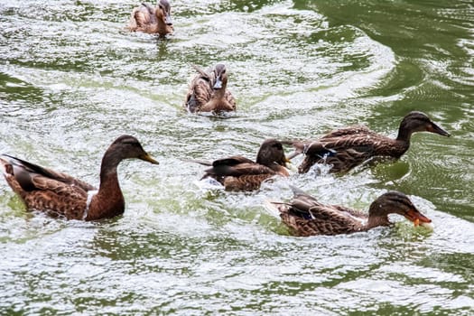 Many ducks swims in dirty green water on a river close up