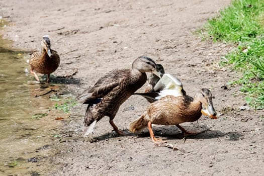 Two ducks are fighting on the river bank close up
