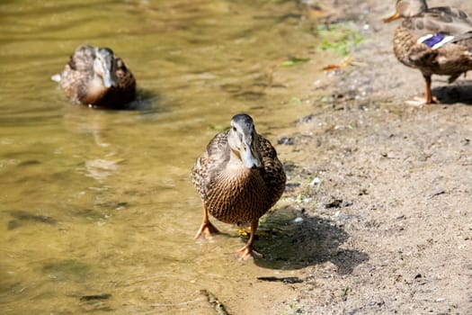 Ducks on the sandy river bank close up in summer