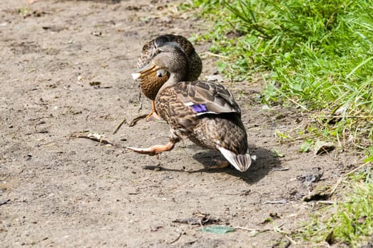 Two ducks are fighting on the river bank close up
