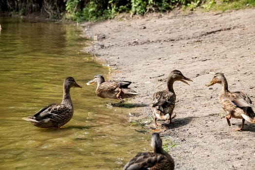 Ducks on the sandy river bank close up in summer