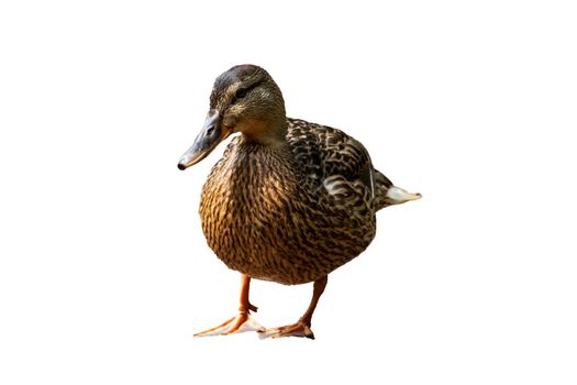 Duck lose up isolated on a white background