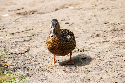Duck on the sandy river bank close up in summer