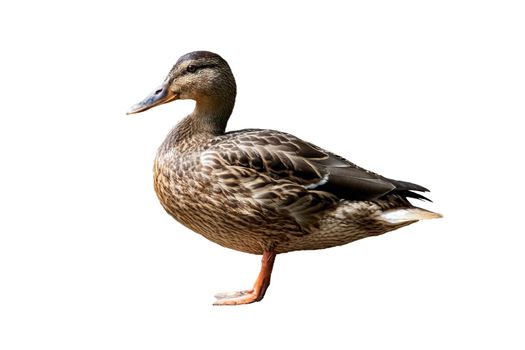 Duck lose up isolated on a white background