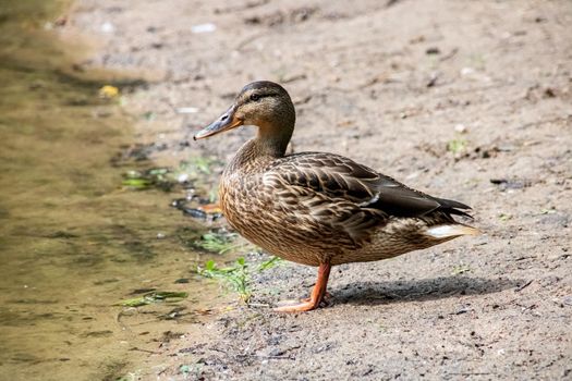 Duck on the sandy river bank close up in summer