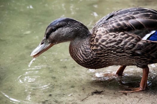 Duck drinks water from a reservoir on the shore close up