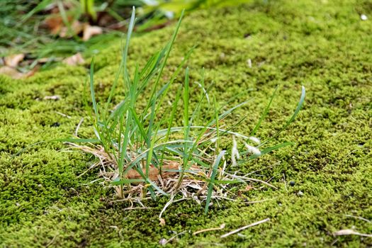 Green moss and grass close up, background or trexture