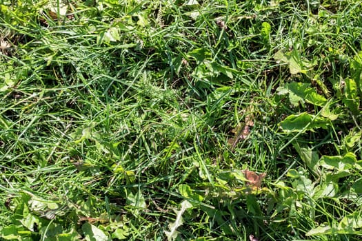 Green grass close up, background for text or texture