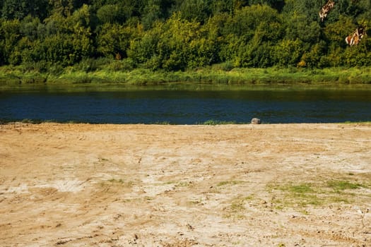 Sandy beach by the river and forest in summer