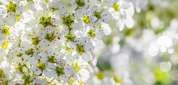 White flowers Thunberg Spirea, Spiraea Thunbergii, in sunny spring day. Blurred background