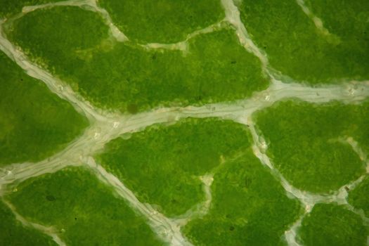 Leaf of a deciduous tree with leaf veins under a microscope 100x