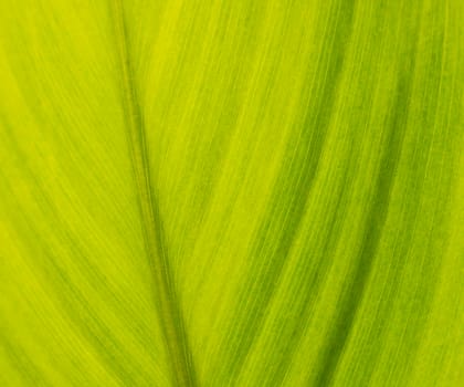 Abstract macro closeup of green leaf in garden showing veins creating wallpaper background