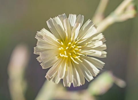 Close-up detail of a white and yellow daisy flower petals and stigma in garden