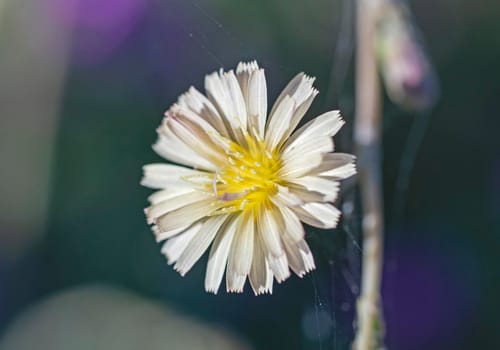 Close-up detail of a white and yellow daisy flower petals and stigma in garden