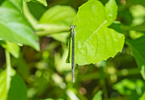 Closeup macro detail of small pincertail dragonfly onychogomphus forcipatus on green leaf in garden