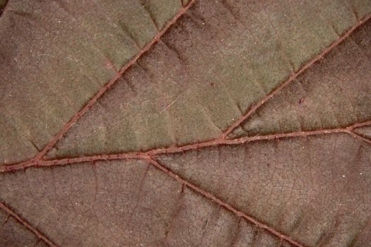 Leaf of a deciduous tree with leaf veins under a magnifying glass