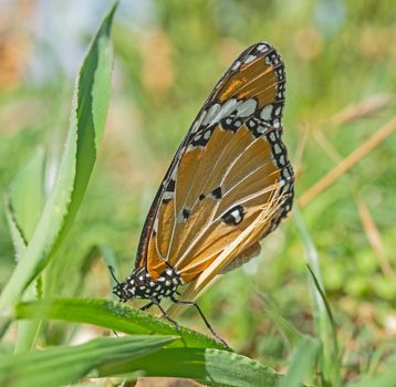 Closeup macro detail of monarch butterfly danaus plexippus on grass leaf in garden