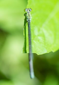 Closeup macro detail of small pincertail dragonfly onychogomphus forcipatus on green leaf in garden