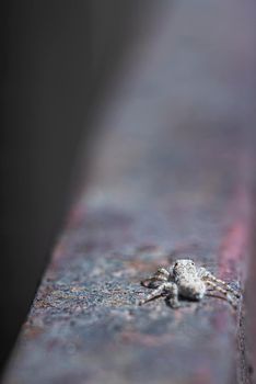 jumping spider. A spider walks on a rusty iron beam. jumping spiders can find in forests home gardens. High quality photo