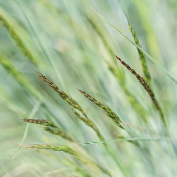 Decorative grass Blue Fescue. Festuca glauca spikelets. Natural background.